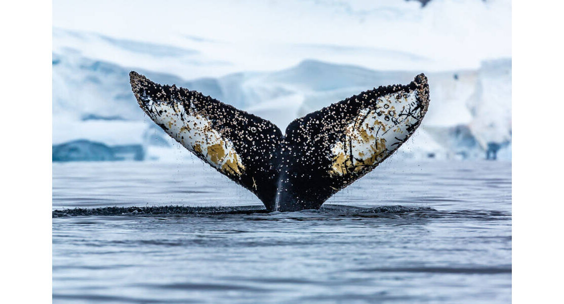 Cominsky-John-Catalog-s